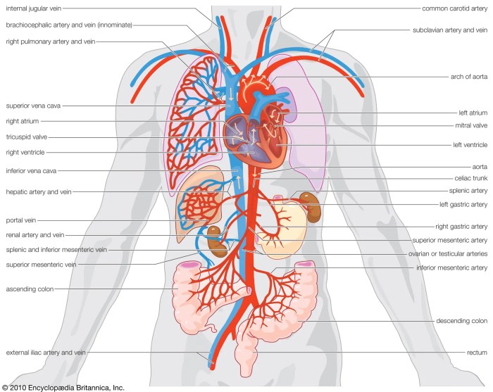 Blood and circulation lab report