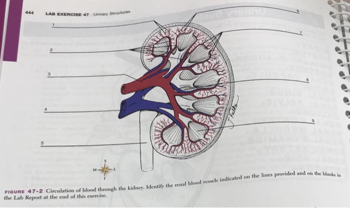 Blood and circulation lab report