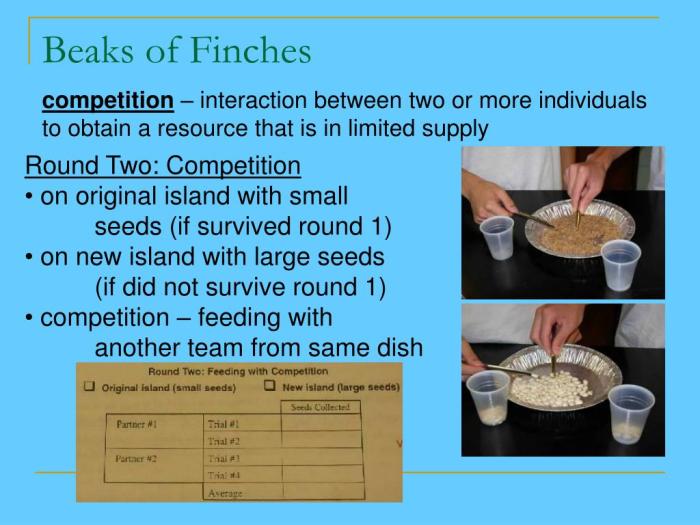 Beaks of finches lab student answer packet