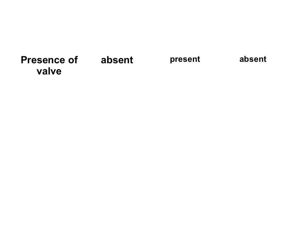 Blood and circulation lab report