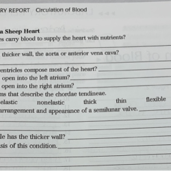 Blood and circulation lab report