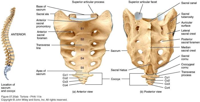 Label the structures of the sacrum and coccyx