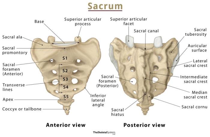 Coccyx sacrum anatomy netter labeled atlas cpt human frank pricing netterimages coding