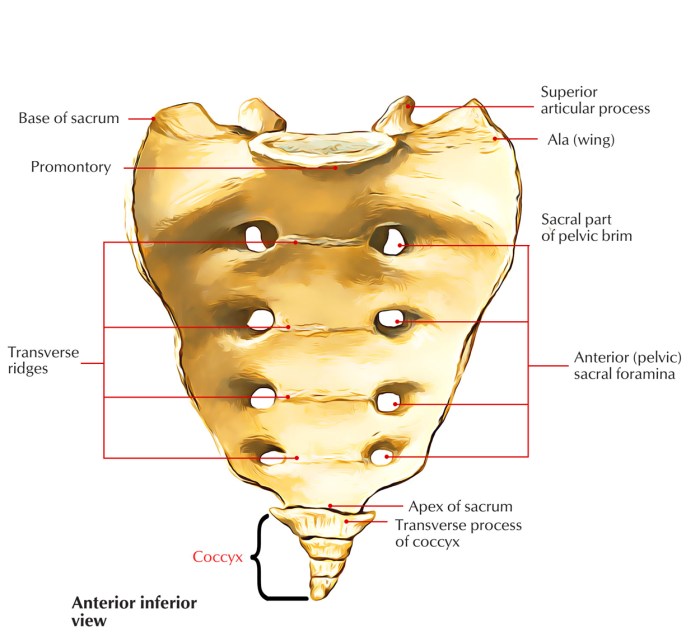 Label the structures of the sacrum and coccyx