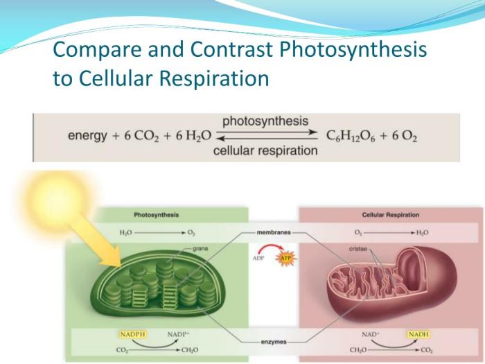 Comparing photosynthesis and cellular respiration worksheet answer key