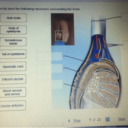 Reproductive male system anatomy organs gross human activity identify identifying