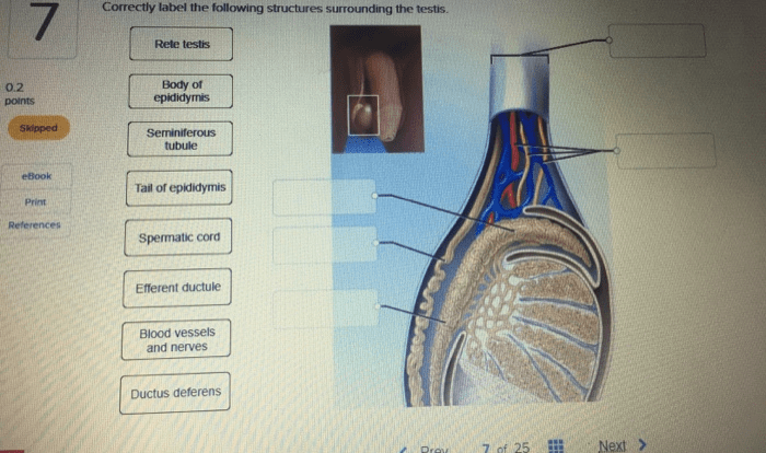 Reproductive male system anatomy organs gross human activity identify identifying