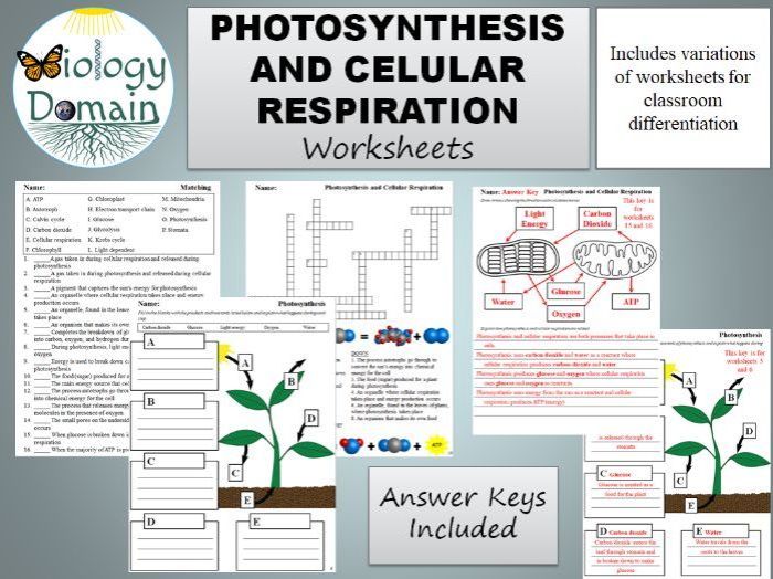 Comparing photosynthesis and cellular respiration worksheet answer key