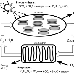 Comparing photosynthesis and cellular respiration worksheet answer key