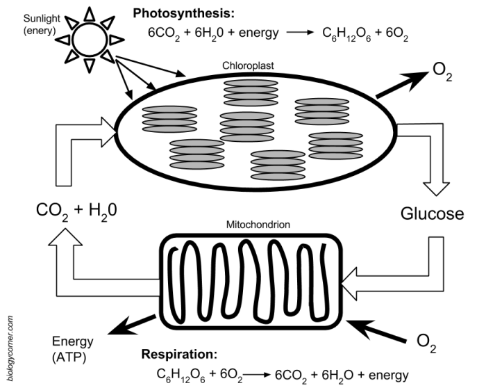 Comparing photosynthesis and cellular respiration worksheet answer key